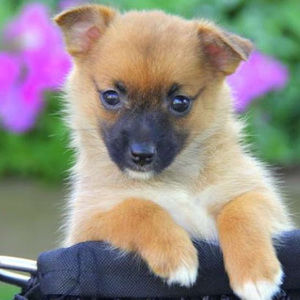 Meet your Posher, David